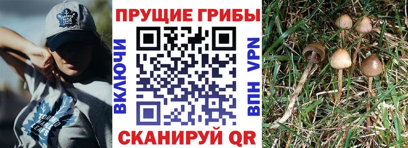 Купить Ермолино Галлюциногенные грибы Psilocybine cubensis